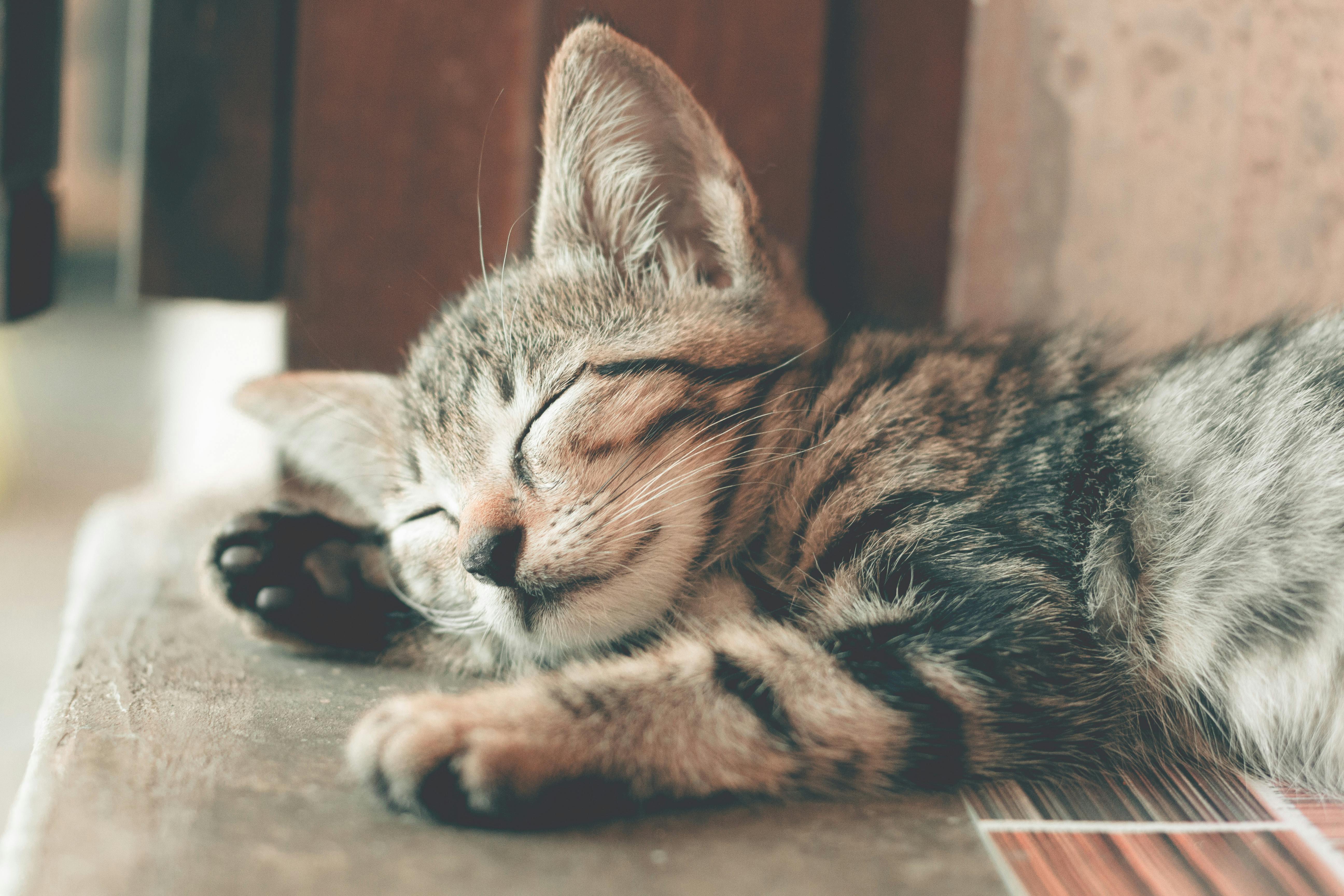 Hiras katt